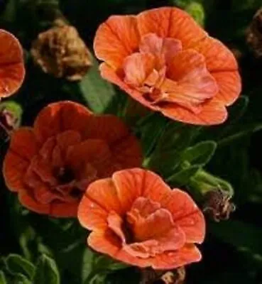 10 X  Trailing Petunias CALIBRACHOA Million Bells DOUBLE ORANGE    Pre Order • £12.99