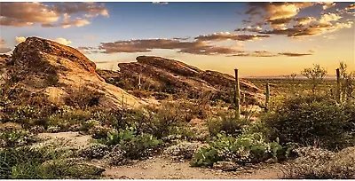 Reptile Habitat Background Blue Sky Oasis Cactus Sun And Desert Terrarium • $14.23