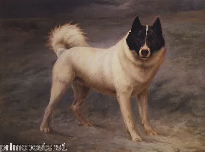 Siberian Sledge Dog Portrait On Snow Painting By Maud Earl Repro  • $62.90