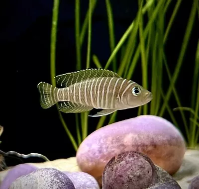 Neolamprologus Multifasciatus Lake Tanganyika Dwarf Cichlid Shell Dweller • £9.89