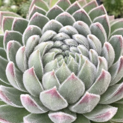 Sempervivum Sugar Shimmer | Outdoor Garden Ready Evergreen Hardy Succulent Plant • £9.99