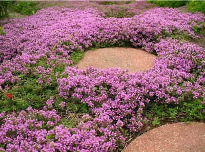 £1.50 • Buy 500 X TRAILING THYME  - Thymus Serpyllum - Seeds