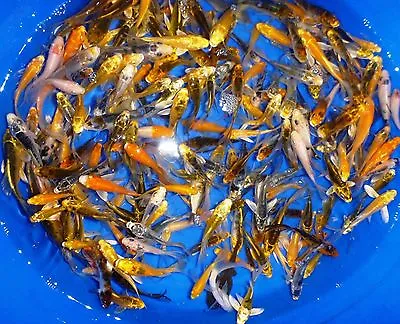 10-Lot Assorted 4 -5  Standard Fin Live Koi Fish A-Quality For Pond Garden PKF • $79.99