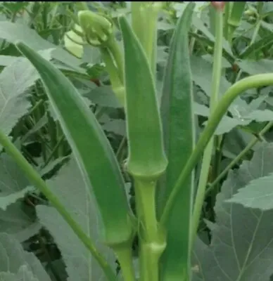  Okra Clemson Spineless Seeds Grow Green Vegetables Lady Finger Bhindi 50 Seeds  • £1.60