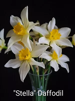 24 Fresh  Stella   Daffodil Bulbs -Dug When Ordered For Freshness  • $15