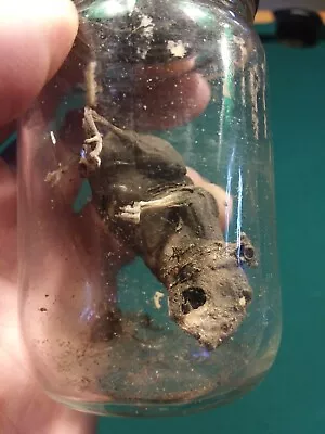 RARE!!!WEIRD/CREEPY/UNUSUAL 1950s Very Well Preserved Mummified Mouse In A Jar • $55