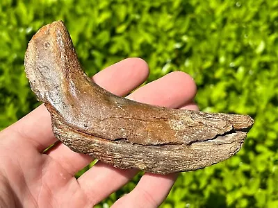 RARE Fossil Tylosaurus Mosasaur Coanoid Jaw Texas Ozan Formation Dinosaur Bones • $299.99