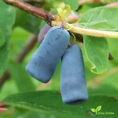 5 Honeyberry SEEDS - LONICERA CAERULEA - Blue Honeysuckle + 5 Seed Sunflower • £2.89