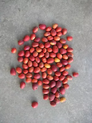 750+/- Texas Mountain Laurel Seeds • $75