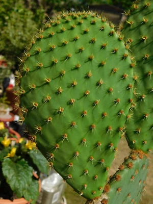 £20 • Buy Echios V Echios Rare Galapagos Opuntia