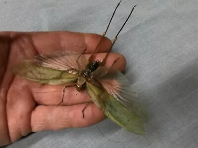  Insect Full Data Grasshopper Elongata Species 5 1/4 In  A 1  • $18