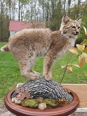 Bobcat Full Mount 23  Long With Base Award Winning By Professional Taxidermist • $800