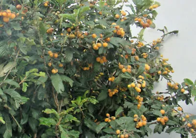 £14.90 • Buy  Japanese Medlar +Bay Laurel + Bittter Orange Rare Fruit Tree Collection, 