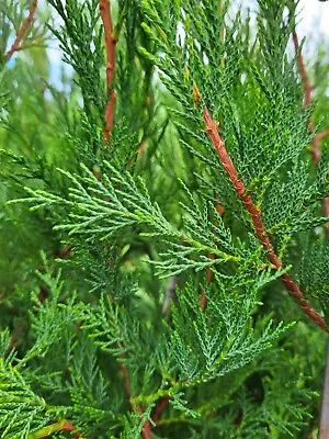 10x Cupressocyparis Leylandii - Leyland Cypress - 3 Litre Pot - Potted Plant  • £119.99