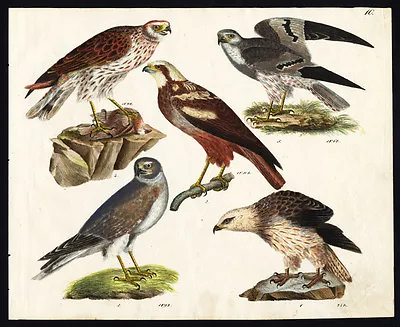 £179.50 • Buy Rare Antique Print-FALCON-MONTAGU'S HARRIER-HEN HARRIER-BIRD OF PREY-Strack-1819