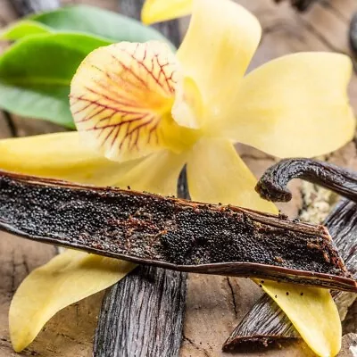 Vanilla Bean Orchid - Vanilla Planifolia 10 Seeds • $4.50