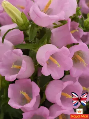 Campanula 100 Seeds Medium Canterbury Pink Giant Bells Bennial • £1.59