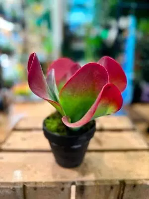 Kalanchoe Thyrsiflora Red Lips Succulent In Terracotta Pot • £5.25