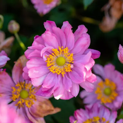 Anemone 'Bressingham Glow' 4L Plant. Perennial Flowers. Japanese Anemone • £27.95