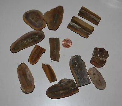 Mazon Creek Grass Stem Fossil Lot Collection 310 Grams Total • $5