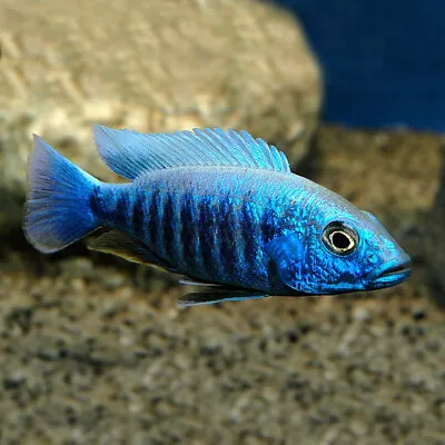 Electric Blue Hap | Male & Female | Sciaenochromis Fryeri | Lake Malawi Cichlid • £25.30