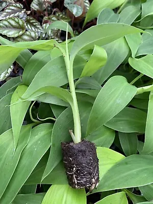 Banana Tree Live Plant Musa Puerto Rican Plantain Indoor/Outdoor Fruiting (plug) • $19