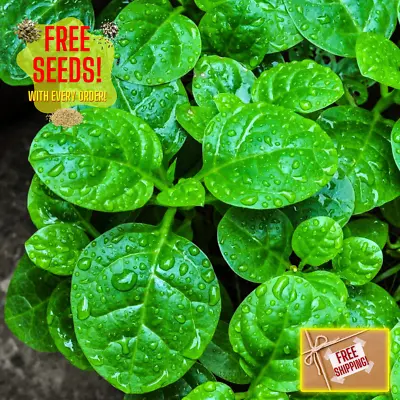 Fresh Green Malabar Spinach Seed | Mong Toi | Heirloom Non-GMO | Asian Vegetable • $2.84