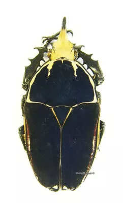 Unmounted Beetle/Cetoniidae - Mecynorrhina Torquata Ugandensis BLUE Male 1 • $27.26