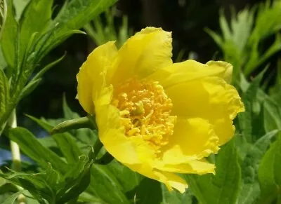 Peony Tree Seeds * Paeonia Lutea * Yellow * Easy To Grow * Fresh 2023 Seeds X 25 • £3.49