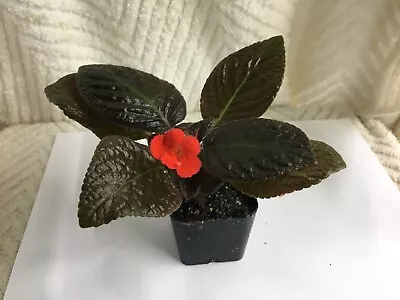 Episcia Brown Beauty African Violet Relative Plant • $3