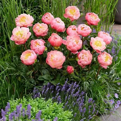 Pink Hawaiian Coral Peony Perennials Flowering Plants Paeonia 4L Pot • £32.99