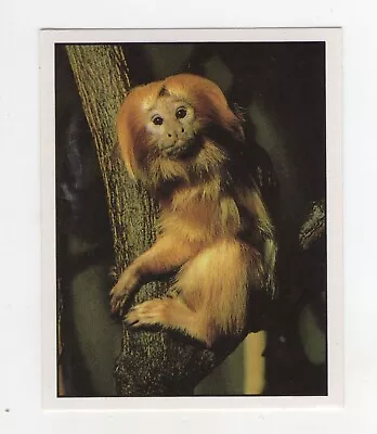 Panini. Animal Sticker - #39 Marmoset Monkey • $1.94