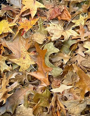 10 Gallons Organic Oak Leaf Litter Heat Treated Leaves Pet Reptile Frog Vivarium • $39.95