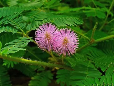 60+  TOUCH ME NOT Mimosa / HOUSEPLANT & SHADE / RESPONDS TO TOUCH FLOWER SEEDS • $4.38