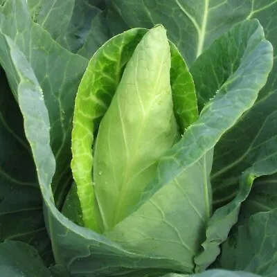 Cabbage Caraflex F1 - 30 Seeds • £2.79