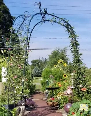 Garden Arch Arbor Gothic Style Patio Pergola Trellis Metal Plant Vine Climber • $128.79