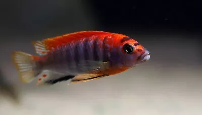 Labidochromis Hongi  Sweden  ** Hongi Island ** Malawi Cichlid • £10.99