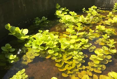 5 X Golden Creeping Jenny Plants/strands With Roots  Pond Water Plants • £6.75