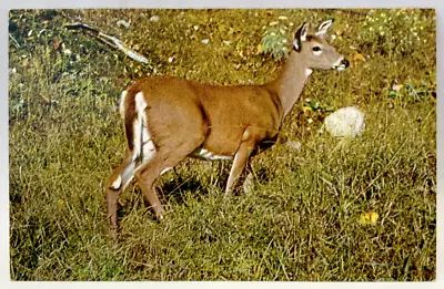 Deer In Grass Wildlife Animals Nature Vintage Chrome Postcard • $2.65