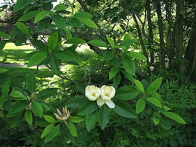 Magnolia Virginiana SWEETBAY MAGNOLIA TREE Seeds! • $4.99