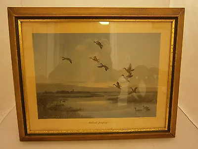 £14.72 • Buy Peter Scott Mallards Jumping Duck Geese Framed Art Print 1953 Holt & Company