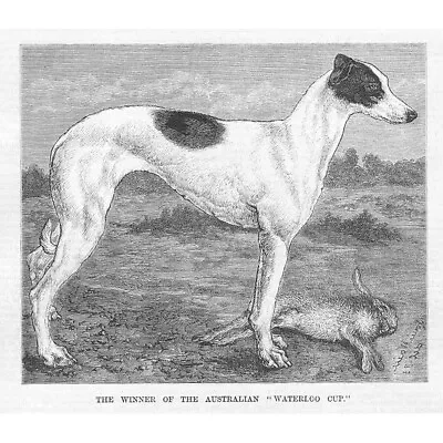 COURSING The Winner Of The Australian Waterloo Cup - Antique Print 1883 • £7.99