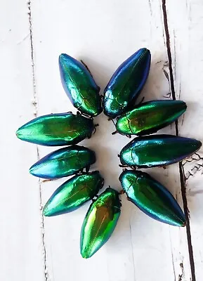 20 Pcs. Real Dried Green  Buprestidae Jewel Beetle Taxidermy Insect Entomology • $39.99