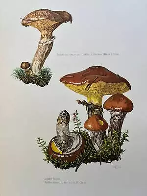 BOLETE Mushroom Print. Antique And Vintage Biology And Nature Lithograph. Spore • $26.40