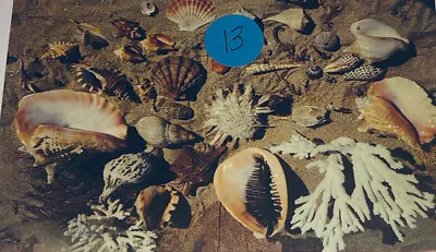 Shells From The Beaches Of The Coast Of Florida Postcard Y113 • $5.99