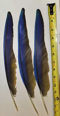 Blue And Gold Macaw Wing Feather(12-13 )  • $10