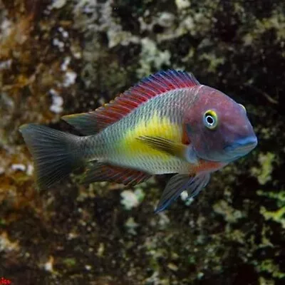 Red Rainbow Blunthead Cichlid | Tropheus Moorii «Red Rainbow» | Tanganyika Lake • £104.99