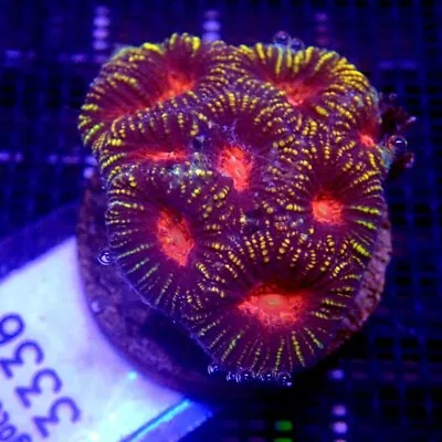 Ultra Red  And Gold Favia Coral WYSIWYG IC 3336 - Indigo Corals • $28