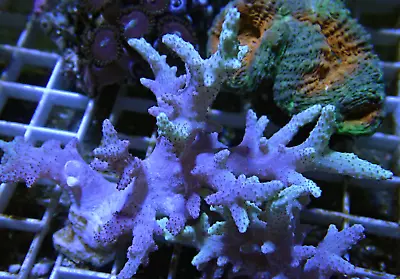 WYSIWYG Purple/Green Sinulara Finger Coral Large Soft Coral Frag-Marine • £0.99