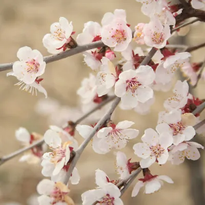 £12.99 • Buy Ornamental Prunus Incisa 'Kojo-no-Mai' Fuji Cherry Tree In A 9cm Pot